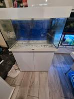 Aquarium met cichliden, Dieren en Toebehoren, Vissen | Aquaria en Toebehoren, Ophalen, Zo goed als nieuw