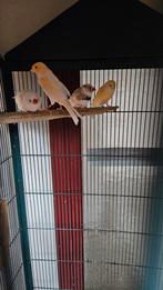 Vogels inclusief kooi, Dieren en Toebehoren, Ophalen, Hout, Vogelkooi