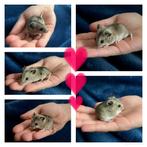 🤩 Handtamme baby dwerghamsters! 😍, Meerdere dieren, Hamster, Tam