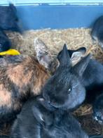 baby konijntjes, Dieren en Toebehoren, Konijnen, Meerdere dieren, Dwerg
