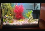 Aquarium (zelf schoonmaken), Dieren en Toebehoren, Vissen | Aquaria en Toebehoren, Ophalen, Leeg aquarium