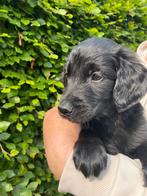 Prachtige Golden retriever x Flatcoated retriever puppy’s, Dieren en Toebehoren, Honden | Retrievers, Spaniëls en Waterhonden