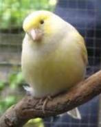 kanarie, Dieren en Toebehoren, Vrouwelijk, Kleurkanarie