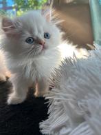 Lieve perzische kittens klaar voor een nieuw thuis, Meerdere dieren