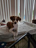 Honden oppas gezocht