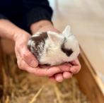 Minilop konijntjes te koop, Dieren en Toebehoren, Konijnen, Meerdere dieren, Dwerg, Hangoor