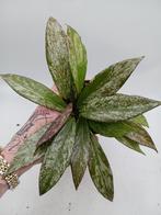 Hoya Publicalyx x Speckled Variegata, Overige soorten, Minder dan 100 cm, Ophalen of Verzenden, Halfschaduw