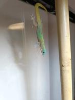 Phelsuma laticauda blue line, Dieren en Toebehoren, Reptielen en Amfibieën, Amfibie, 0 tot 2 jaar