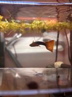 Mannetje Guppy, Dieren en Toebehoren, Vissen | Aquariumvissen, Vis