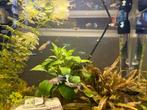 Jonge guppies, Dieren en Toebehoren, Vis, Zoetwatervis