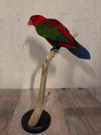 Mooie geprepareerde Zwartkaplori x Geelmantellori, Ophalen of Verzenden, Nieuw, Vogel, Opgezet dier