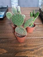Cactussen te koop, Ophalen of Verzenden