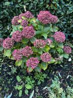 4 Hortensia’s ruilen voor goede fles rode wijn, Vaste plant, Halfschaduw, Zomer, Ophalen