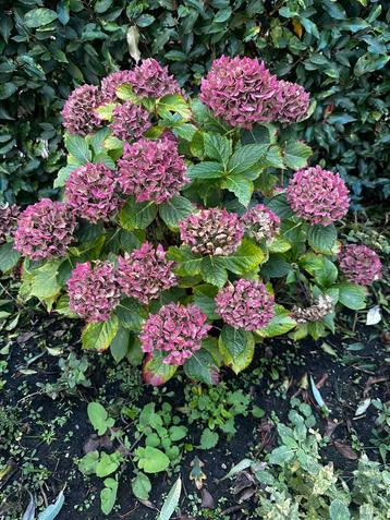 4 Hortensia’s ruilen voor goede fles rode wijn beschikbaar voor biedingen
