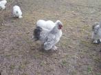 Diverse zijdehoender hanen, Dieren en Toebehoren, Pluimvee, Mannelijk, Kip