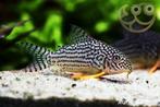 Corydoras sterbai, Dieren en Toebehoren, Vis