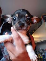 Mini Chihuahua pups nog  2, Dieren en Toebehoren, 8 tot 15 weken, CDV (hondenziekte), Meerdere, Meerdere dieren