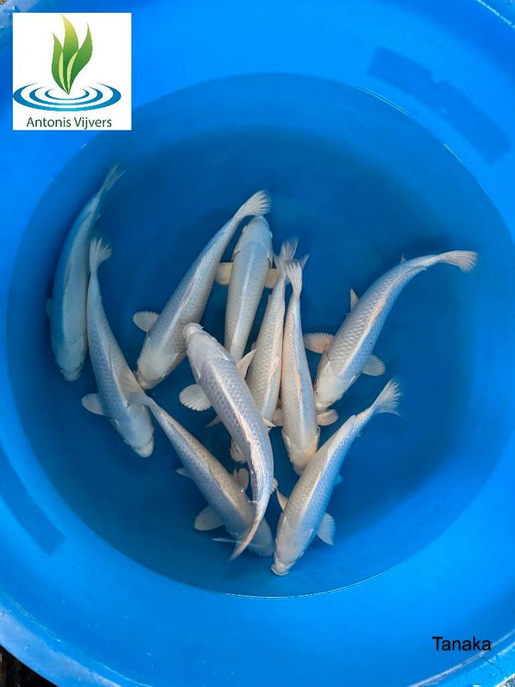 Platina ogon, Dieren en Toebehoren, Vissen | Vijvervissen, Karper of Koi