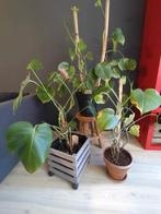planten in potjes - 3 stuck MONSTERA, Huis en Inrichting, Kamerplanten, Ophalen, Halfschaduw, Minder dan 100 cm