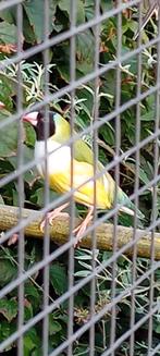 Goulds pop 2024, Dieren en Toebehoren, Vogels | Overige Vogels, Vrouwelijk