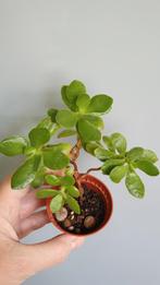 Crassula met velour bladeren vetplant succulent, Vetplant, Ophalen of Verzenden, In pot, Minder dan 100 cm