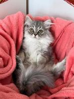Lieve Britse Langhaar Kitten Poesje, Dieren en Toebehoren, Katten en Kittens | Raskatten | Korthaar, Poes, Ontwormd, 0 tot 2 jaar