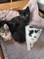 Mooie kittens te koop