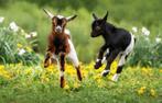 Gezocht een paar jonge geiten (tot +/- één jaar), Dieren en Toebehoren, Schapen, Geiten en Varkens, Geit