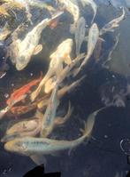 Diverse koi ca 15cm tot ca 30cm, Karper of Koi
