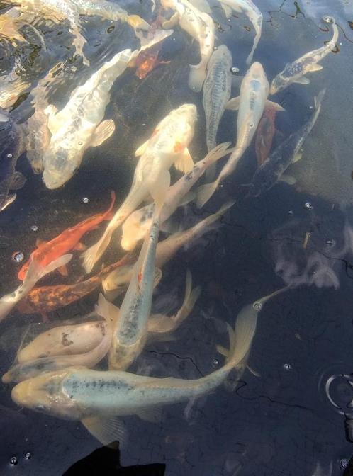 Diverse koi ca 15cm tot ca 30cm, Dieren en Toebehoren, Vissen | Vijvervissen, Karper of Koi