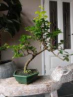 Malpighia Bonsai, Tuin en Terras, Planten | Bomen, Bloeit niet, Halfschaduw, Minder dan 100 cm, Overige soorten