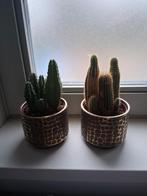 Cactussen in pot, Ophalen, Minder dan 100 cm, In pot, Cactus
