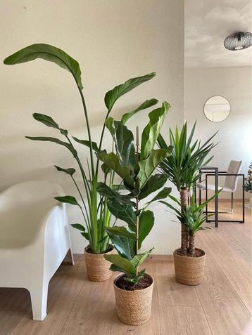 3 For 120- Strelitzia Nicolai & Ficus Lyrata&Yucca  beschikbaar voor biedingen