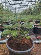 Nordmann bomen, Tuin en Terras, Planten | Bomen, Ophalen, In pot, Volle zon, Overige soorten