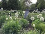 Allium White Giant//Witte sierui//Zierlauch weiss, Tuin en Terras, Planten | Tuinplanten, Ophalen of Verzenden, Overige soorten