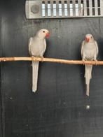 Halsbandparkiet | Grijs butterkop man x Grijs cinnemon pop, Dieren en Toebehoren, Vogels | Parkieten en Papegaaien, Meerdere dieren