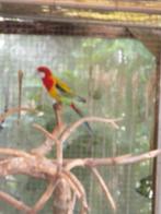 Rosella's, Dieren en Toebehoren, Vogels | Overige Vogels, Meerdere dieren, Geringd