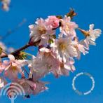 Prunus subh. 'Autumnalis Rosea' Winterbloeiende kers € 75, Overige soorten, Volle zon, Vaste plant, Ophalen of Verzenden