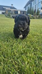 Lieve Boomer (Maltezer x Shih tzu)pups 1 zwart teefjes besch, Dieren en Toebehoren, Honden | Chihuahua's en Gezelschapshonden