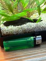 L181 pepermint pleco, Overige typen, Zoetwatervis