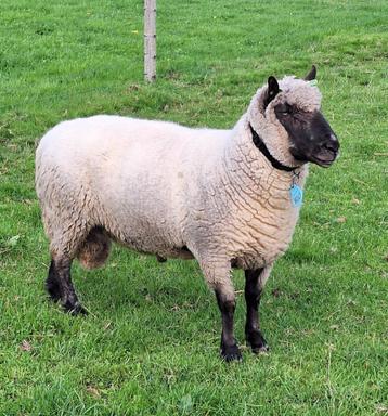 Clun Forest stamboek ram beschikbaar voor biedingen