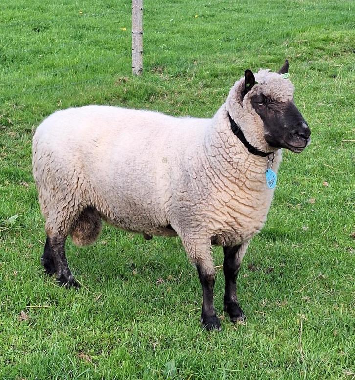 Clun Forest stamboek ram, Dieren en Toebehoren, Schapen, Geiten en Varkens, Schaap, Mannelijk