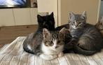 3 kittens kruizing (moeder Brits langhaar x Ragdoll), Dieren en Toebehoren, Katten en Kittens | Overige Katten, Meerdere dieren