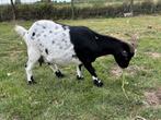Zwartbonte dwerggeit, Dieren en Toebehoren, Schapen, Geiten en Varkens, Vrouwelijk, Geit
