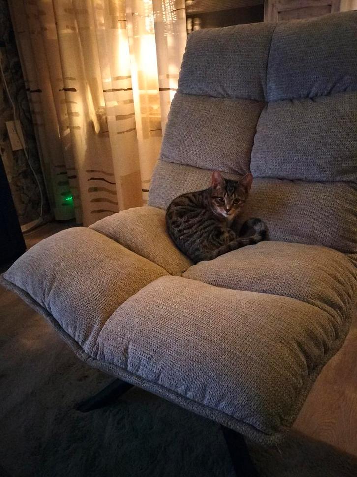 Kitten, Dieren en Toebehoren, Katten en Kittens | Raskatten | Korthaar, Poes