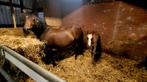 Tekoop super mooie welsh C span, Merrie, C pony (1.27m tot 1.37m), 11 jaar of ouder, Recreatiepony