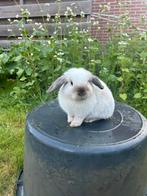 Te koop mannetjes konijn Mini Lop, Dieren en Toebehoren, Mannelijk, Dwerg, Hangoor, 0 tot 2 jaar
