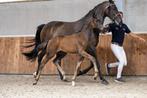 Pak uw Kans: Merrieveulen 3 gen. NMK!! Moeder 84 pt.  IBOP, Dieren en Toebehoren, Paarden, Merrie, Gechipt, Niet van toepassing