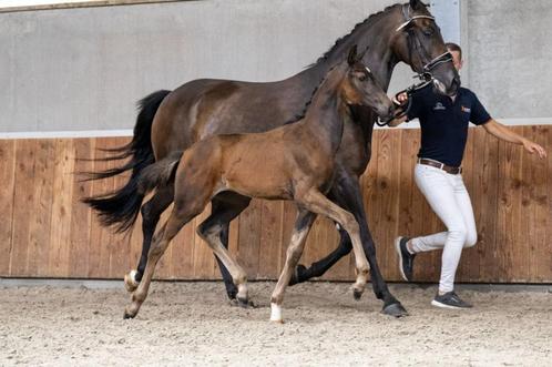 Pak uw Kans: Merrieveulen 3 gen. NMK!! Moeder 84 pt.  IBOP, Dieren en Toebehoren, Paarden, Merrie, Niet van toepassing, 0 tot 2 jaar