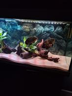 Oscar cichliden, Dieren en Toebehoren, Vissen | Aquaria en Toebehoren, Ophalen of Verzenden, Zo goed als nieuw